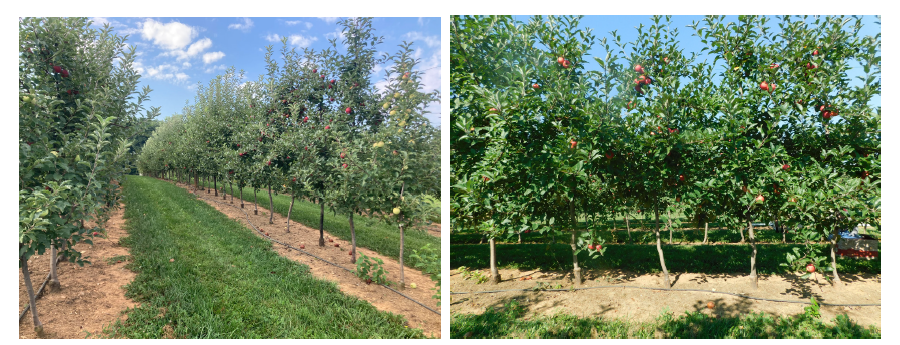 2019 'Buckeye Gala' NC-140 Apple Rootstock Trial | College of